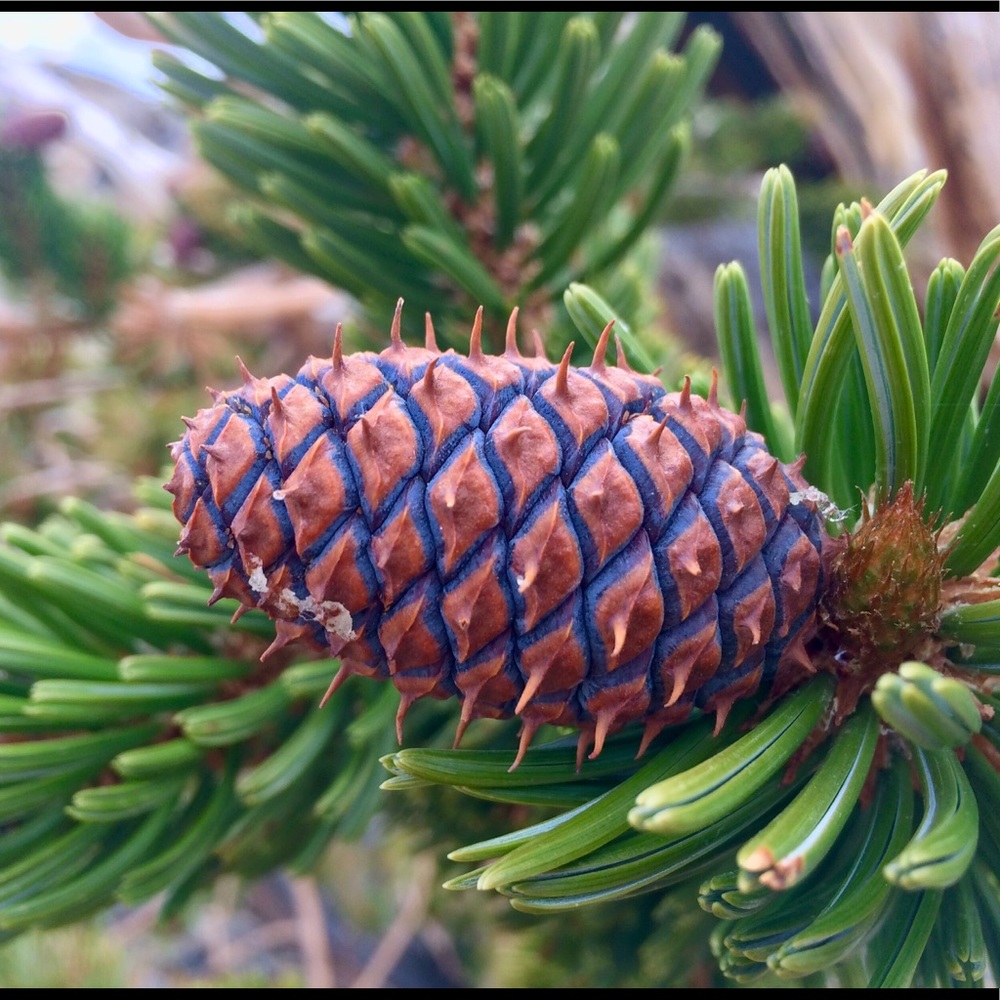 Meet your Posher, Ross